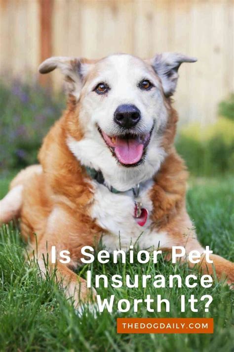 senior dog insurance